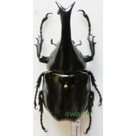 Xylotrupes gideon siamensis Minck, 1920 +55mm Thailand45e